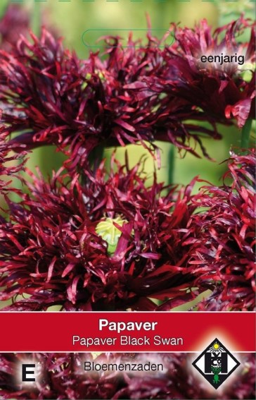 Papaver paeoniflorum Black Swan - 1250 seeds